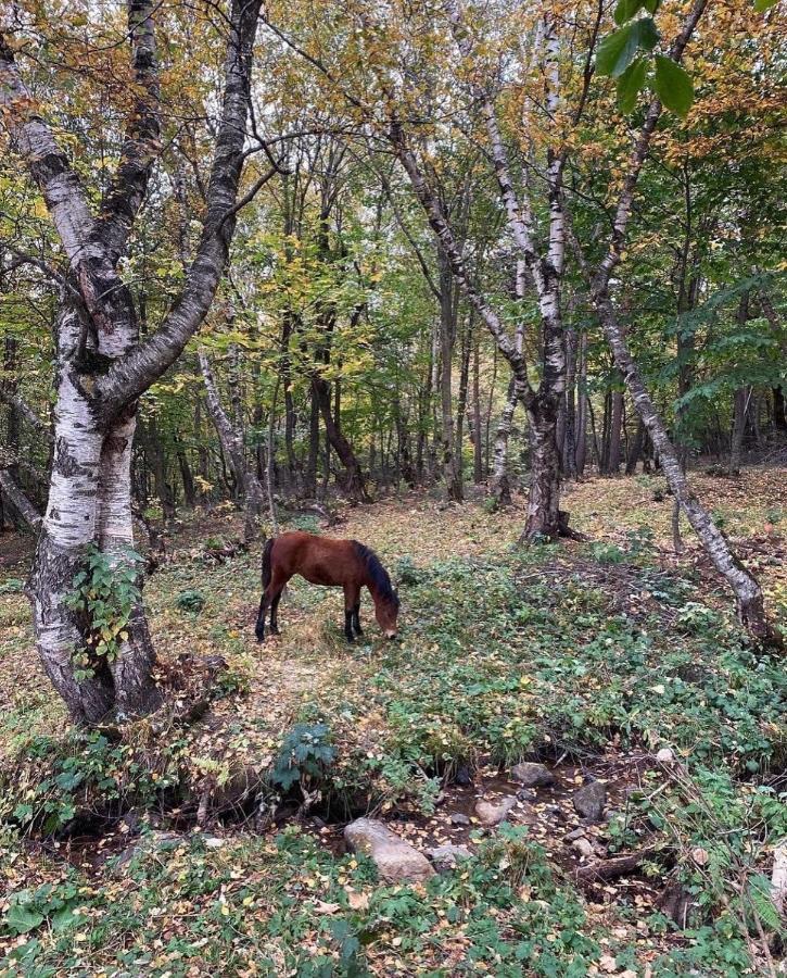 Glamping Wolf Mount Βίλα Margahovit Εξωτερικό φωτογραφία