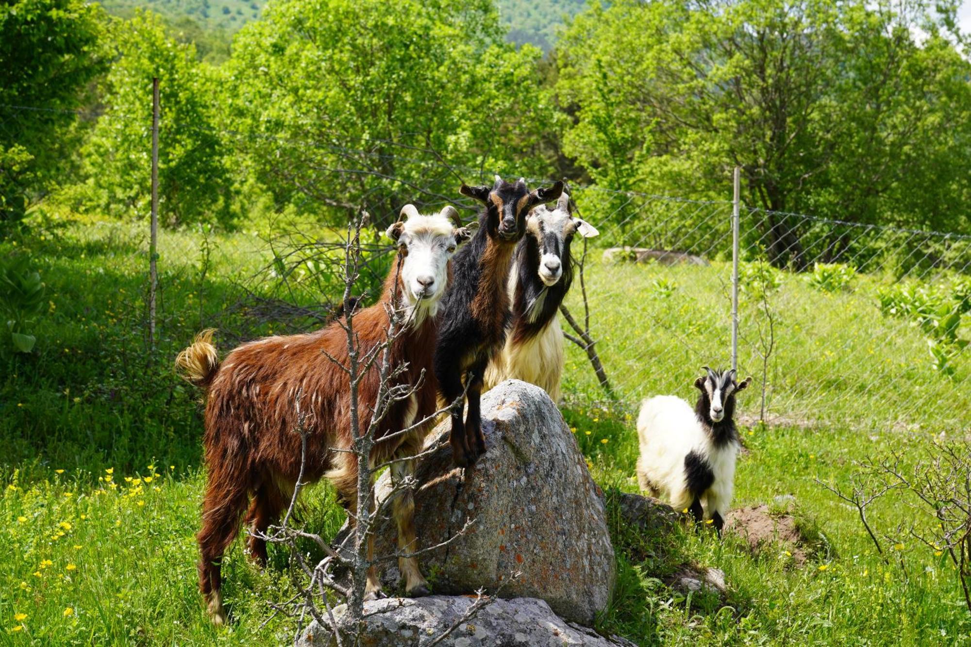 Glamping Wolf Mount Βίλα Margahovit Εξωτερικό φωτογραφία